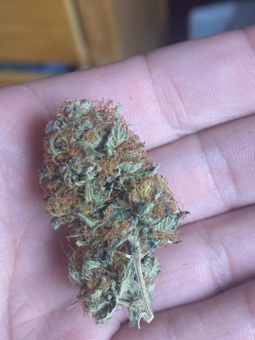 Real Deal OG Kush (PDX cut). Week 13