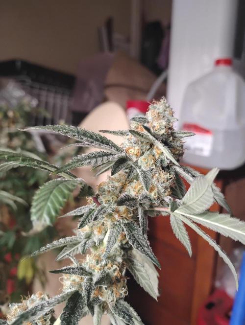 Ego Checker. Week 12