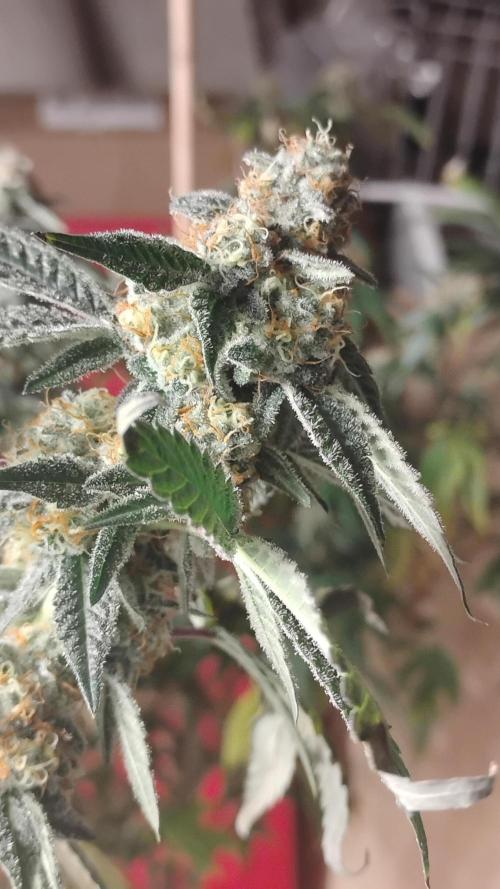 Ego Checker. Week 12
