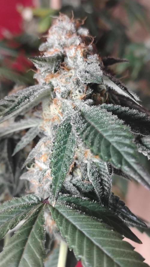 Ego Checker. Week 12