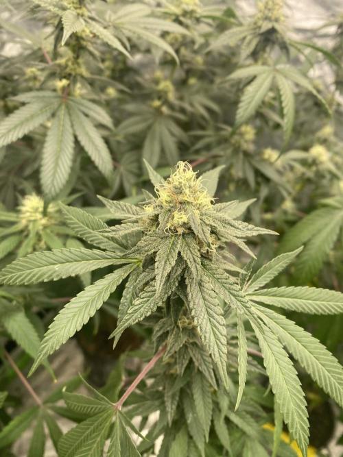 Spritzer Cannarado. Week 9