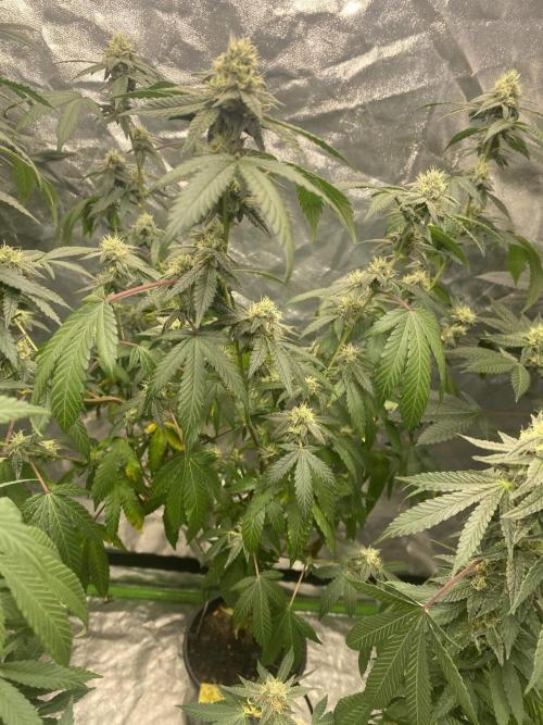 Spritzer Cannarado. Week 9