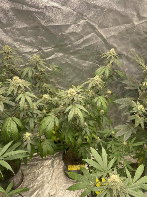 Spritzer Cannarado. Week 9