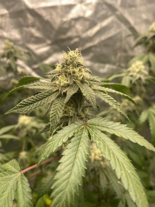 Spritzer Cannarado. Week 9
