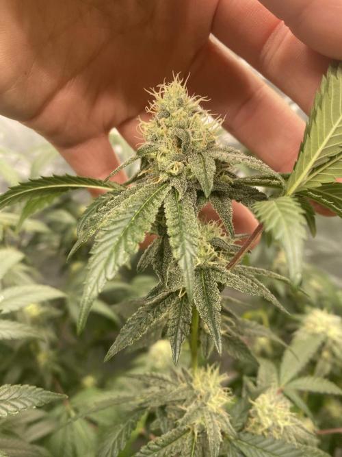Spritzer Cannarado. Week 9