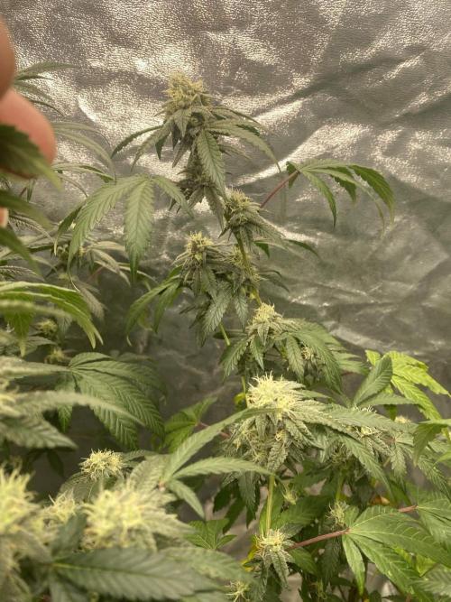 Spritzer Cannarado. Week 9