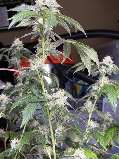 Spritzer Cannarado. Week 10