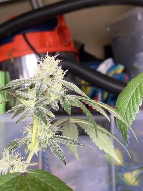 Spritzer Cannarado. Week 10