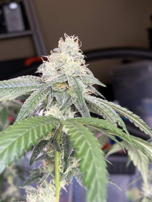 Spritzer Cannarado. Week 10