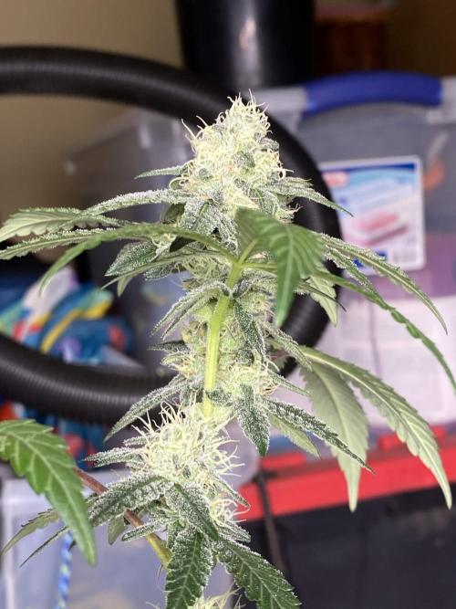 Spritzer Cannarado. Week 10