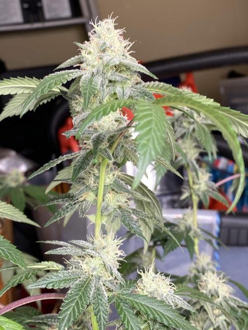 Spritzer Cannarado. Week 10