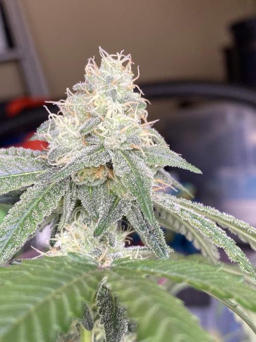 Spritzer Cannarado. Week 10