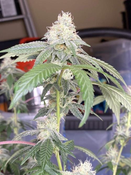 Spritzer Cannarado. Week 10