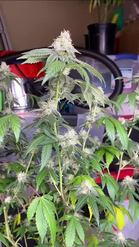 Spritzer Cannarado