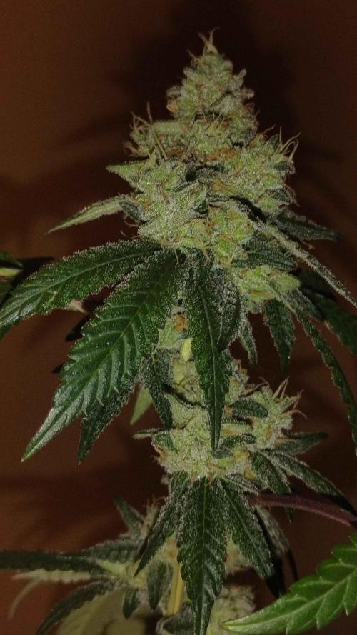 Spritzer Cannarado. Week 11