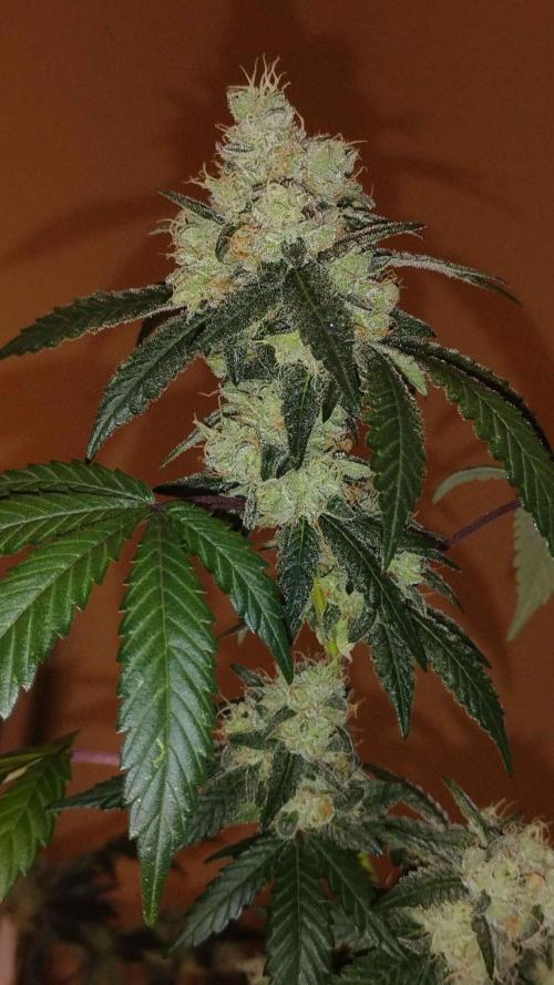 Spritzer Cannarado. Week 11