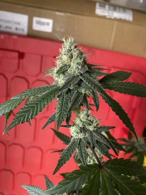 Spritzer Cannarado. Week 11