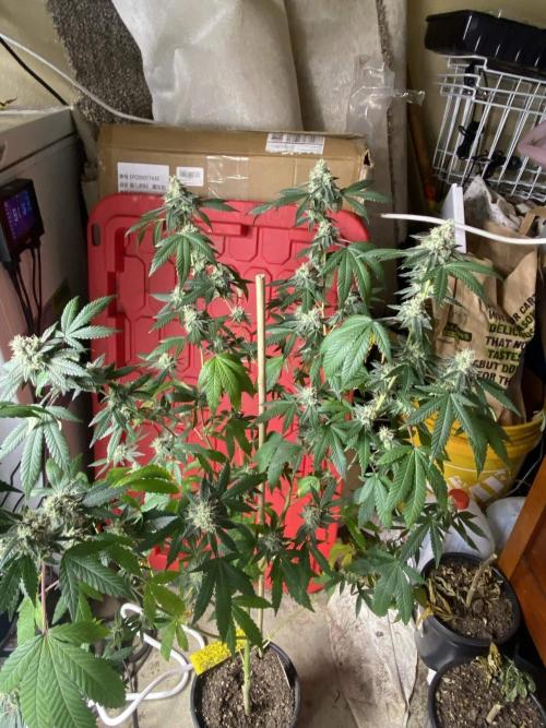 Spritzer Cannarado. Week 11