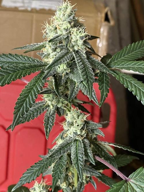 Spritzer Cannarado. Week 11