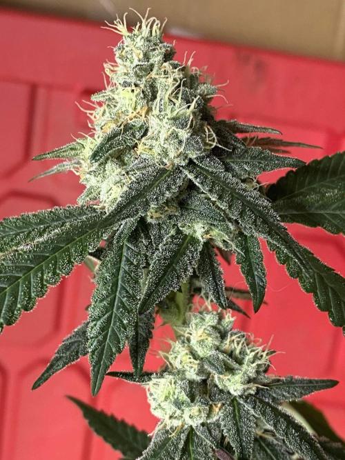 Spritzer Cannarado. Week 11