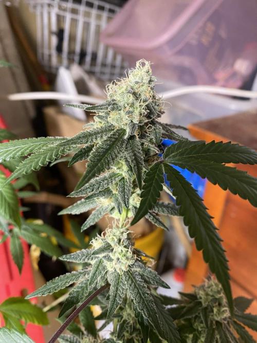 Spritzer Cannarado. Week 11
