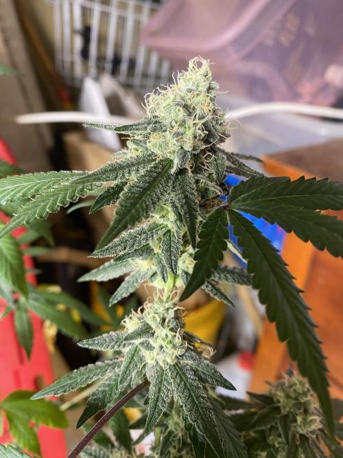 Spritzer Cannarado. Week 11