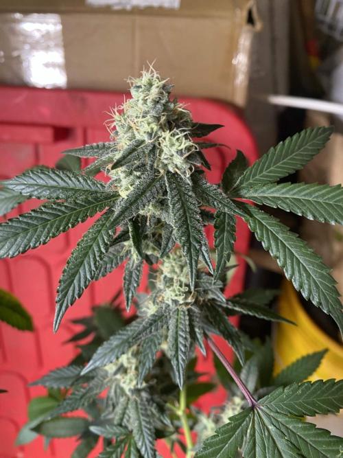 Spritzer Cannarado. Week 11