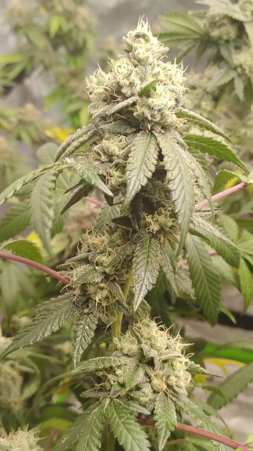 Spritzer Cannarado. Week 12