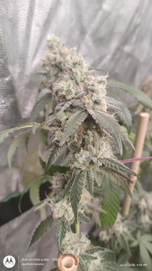 Spritzer Cannarado. Week 12