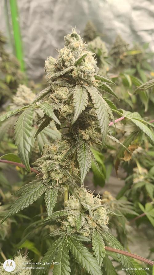 Spritzer Cannarado. Week 12