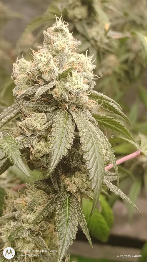 Spritzer Cannarado. Week 12