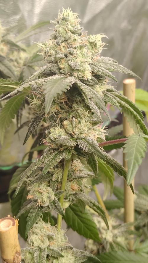 Spritzer Cannarado. Week 11