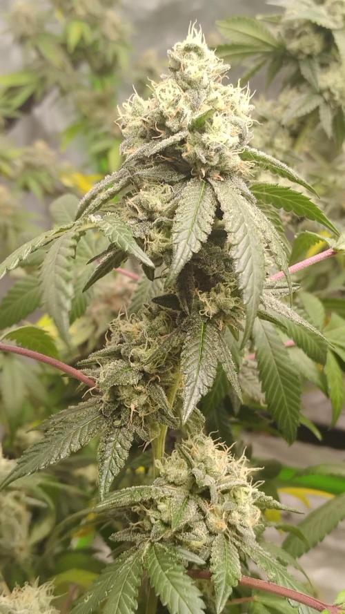 Spritzer Cannarado. Week 11
