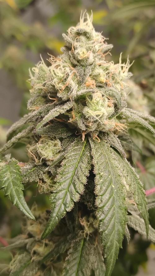 Spritzer Cannarado. Week 11