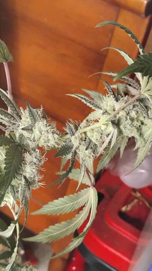 Spritzer Cannarado. Week 11
