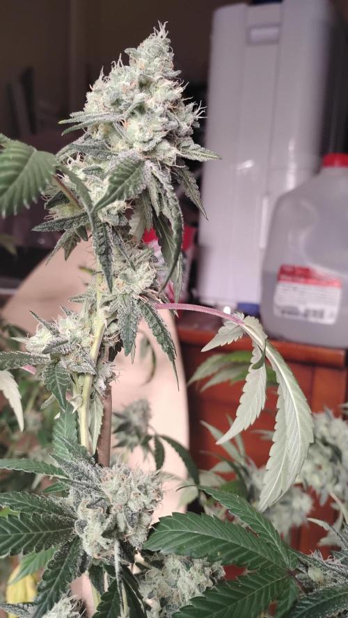Spritzer Cannarado. Week 11