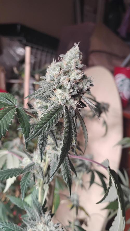 Spritzer Cannarado. Week 11