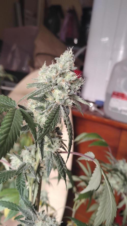 Spritzer Cannarado. Week 11