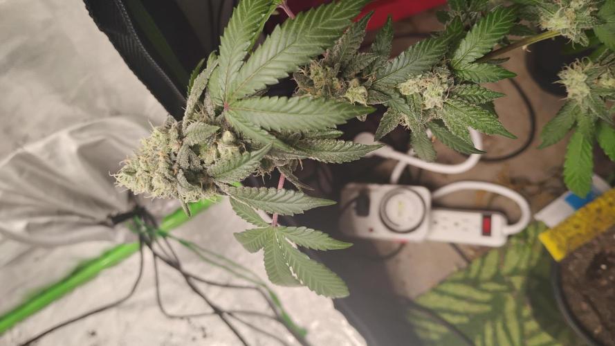 Spritzer Cannarado. Week 11