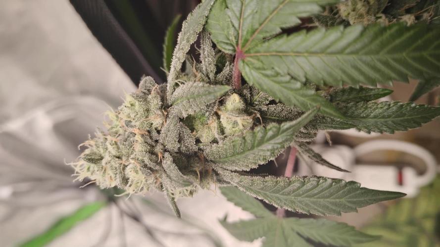 Spritzer Cannarado. Week 11