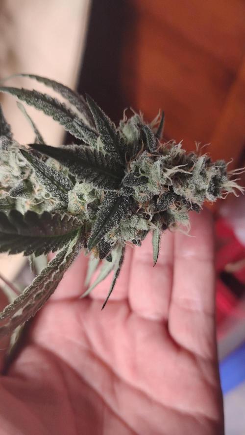 Spritzer Cannarado. Week 11