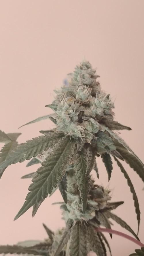 Spritzer Cannarado. Week 11