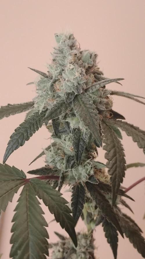 Spritzer Cannarado. Week 11