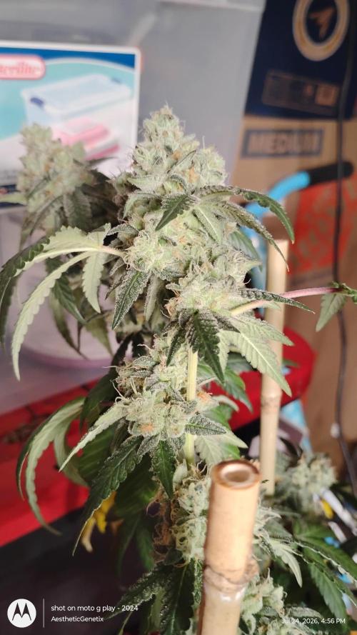 Spritzer Cannarado. Week 12
