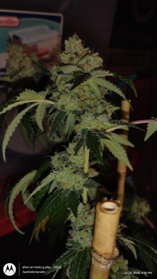 Spritzer Cannarado. Week 12