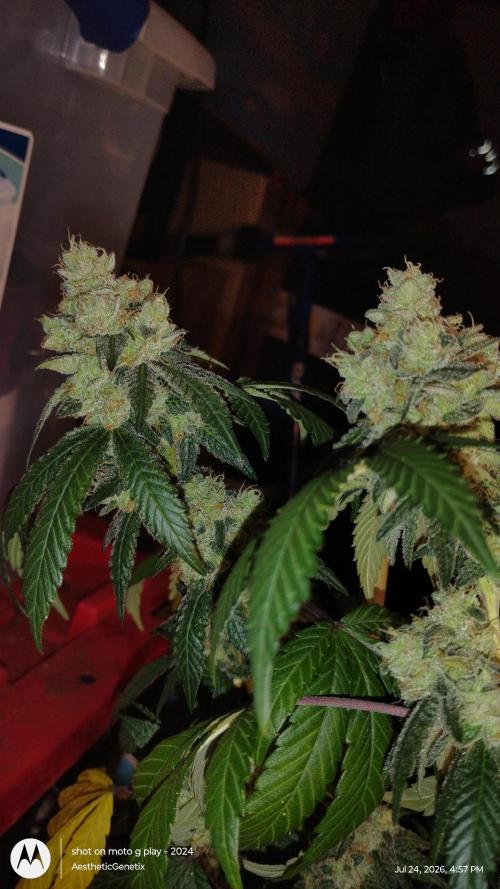 Spritzer Cannarado. Week 12