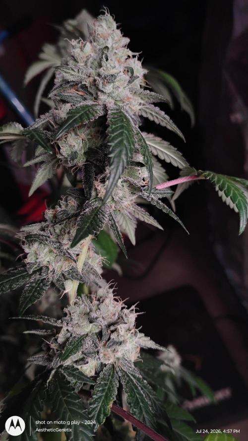 Spritzer Cannarado. Week 12