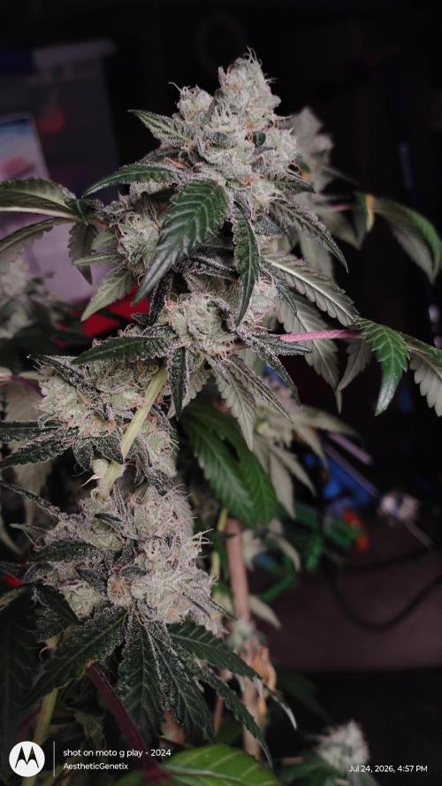 Spritzer Cannarado. Week 12
