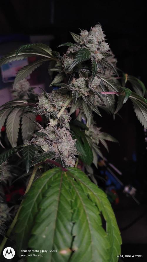 Spritzer Cannarado. Week 12