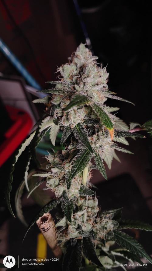 Spritzer Cannarado. Week 12